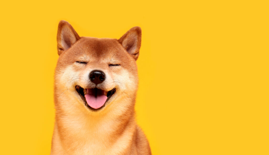 Le Spin Off De Shiba Inu La Nouvelle Star Des Investissements