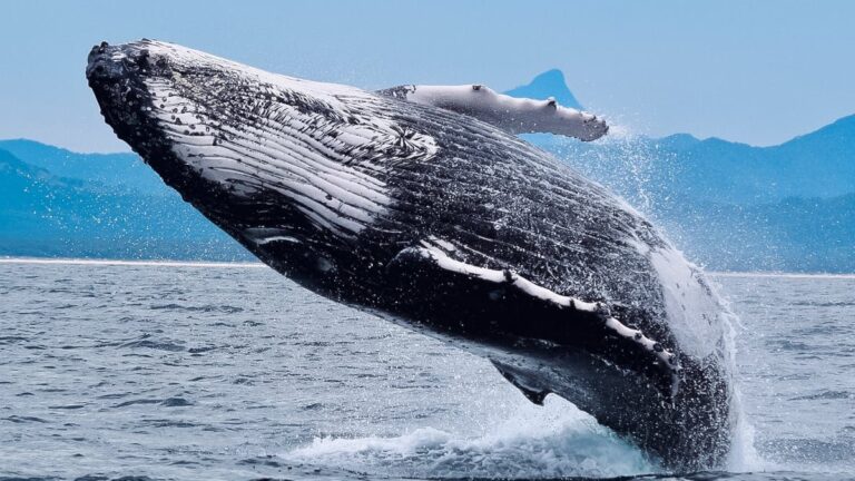 D Couvrez Pourquoi Les Baleines Crypto Ciblent Ces Jetons Selon Les Donn Es On Chain Ces